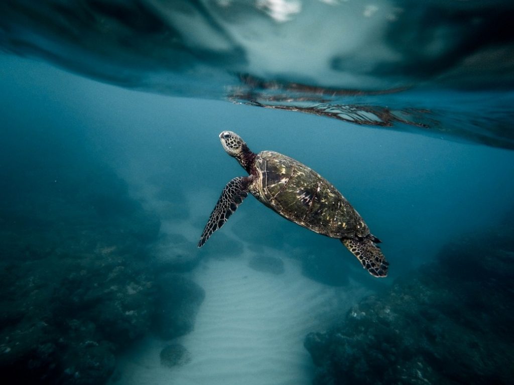 snorkelen bij Curaçao